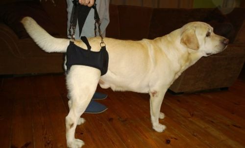 Sedlo siode-ko-1.jpg