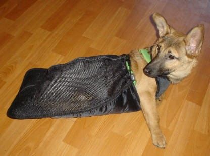 Sklíčko pre psa s parézou zadných končatín