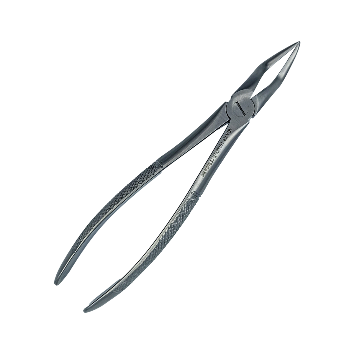 Kleszcze Berten górne korzenie fig. 51A.png