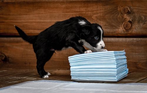 Absorpčná podložka 30 ks. Zolux ZOLUX Maty absorbująca 90 x 60 cm - 30 sztuk-4.jpg