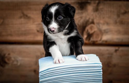 Absorpčná podložka 30 ks. Zolux ZOLUX Maty absorbująca 90 x 60 cm - 30 sztuk-3.jpg