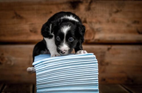 Absorpčná podložka 30 ks. Zolux ZOLUX Maty absorbująca 90 x 60 cm - 30 sztuk-2.jpg