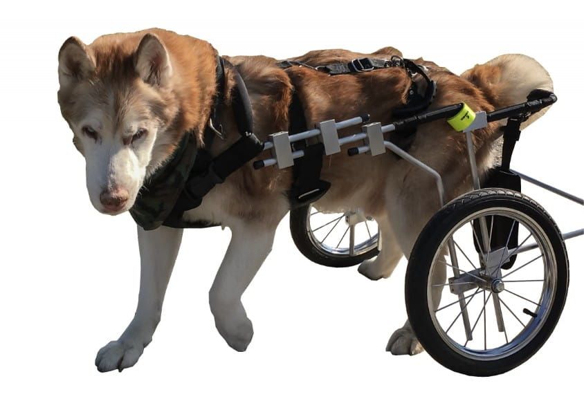 Invalidný vozík pre psov s parézou zadných končatín