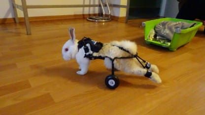 Invalidný vozík pre psov s parézou zadných končatín DSC00407.jpg