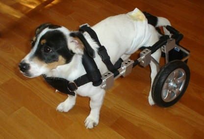 Invalidný vozík pre psov s parézou zadných končatín wozek-dla-psa-admira--ma-y-piesek.jpg