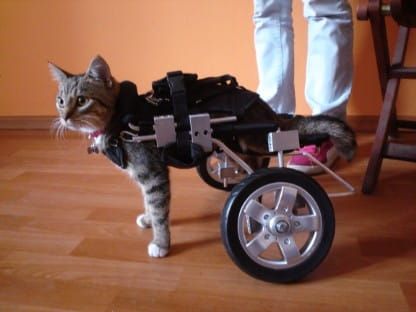 Invalidný vozík pre psov s parézou zadných končatín DSC01701.jpg