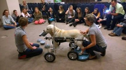 Kvadriparéza na invalidnom vozíku 14601075_1091210097667108_6651097138654395826_n.jpg