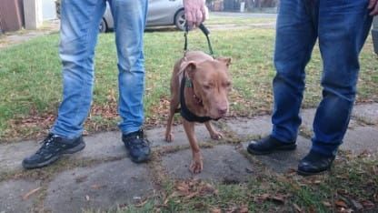 Kôš po amputácii hrudnej končatiny DSC_0011.jpg