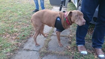 Kôš po amputácii hrudnej končatiny DSC_0006.jpg