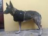 temblak-dla-psa-ko-czyna-przednia-dog-sling-front-paw.jpg