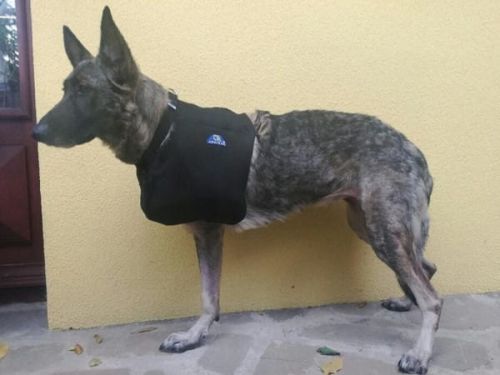 temblak-dla-psa-ko-czyna-przednia-dog-sling-front-paw.jpg