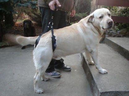 Postroj štandard plus szelki-standard-plus-dla-psa-schody_f47935k5.jpg