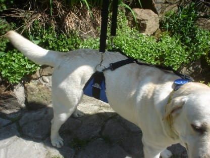 Brušný pás Dsc05066.jpg