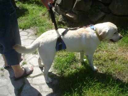 Brušný pás Dsc05074.jpg