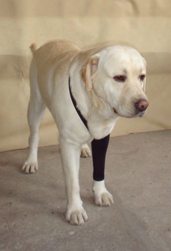 Predné pančuchy SPANDEX ponczocha-dla-psa-przod-2.jpg