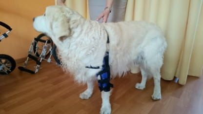 Flexná lakťová ortéza DSC_0063.jpg