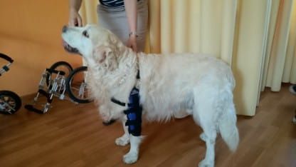 Flexná lakťová ortéza DSC_0058.jpg