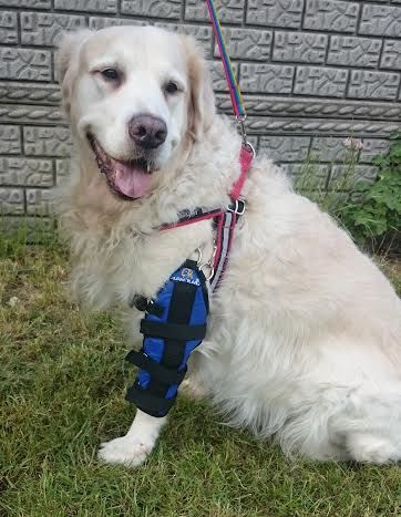 Flexná lakťová ortéza