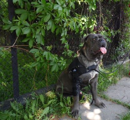 Ortézy na ohýbanie ramena a lakťa Shoulder---elbow-orthosis-stabilized-for-dog-admiral-2-orteza-barkowo--okciowa-dla-psa.jpg
