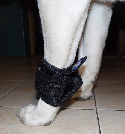 Záťažový pás pas-obci--nikowy-dla-psa-2.jpg