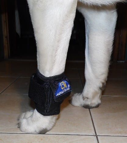 Záťažový pás pas-obci--nikowy-dla-psa-1.jpg