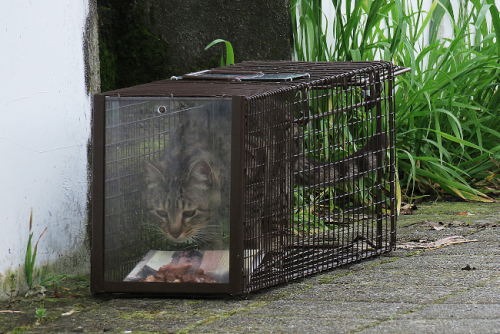 Klietka na mačky s drôtenou podlahou z drutu-2.png