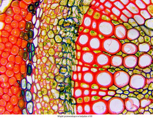 Mikroskop Delta Optical Genetic Pro Bino Delta-Optical-Genetic-Pro-Bino-5.jpg