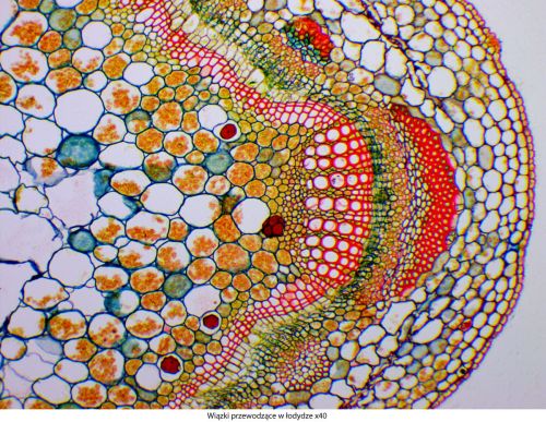 Mikroskop Delta Optical Genetic Pro Bino Delta-Optical-Genetic-Pro-Bino-4.jpg