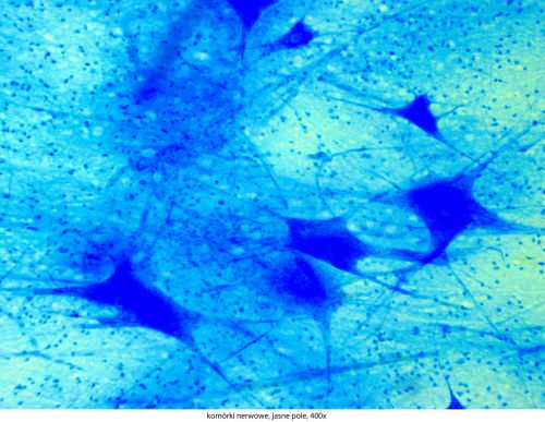 Mikroskop Delta Optical Genetic Pro Trino Delta-Optical-Genetic-Pro-Bino-13.jpg