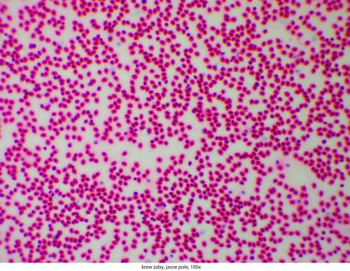 Mikroskop Delta Optical Genetic Pro Trino Delta-Optical-Genetic-Pro-Bino-12.jpg