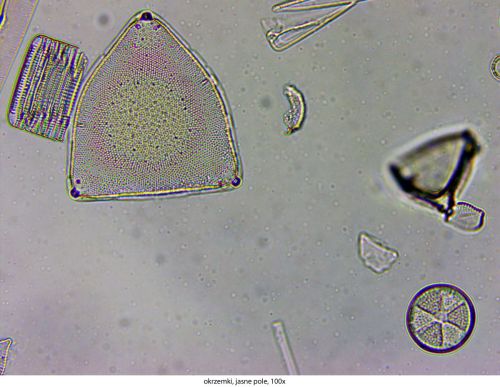 Mikroskop Delta Optical Genetic Pro Trino Delta-Optical-Genetic-Pro-Bino-10.jpg