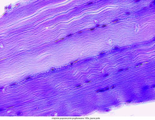 Mikroskop Delta Optical Genetic Pro Trino Delta-Optical-Genetic-Pro-Bino-9.jpg