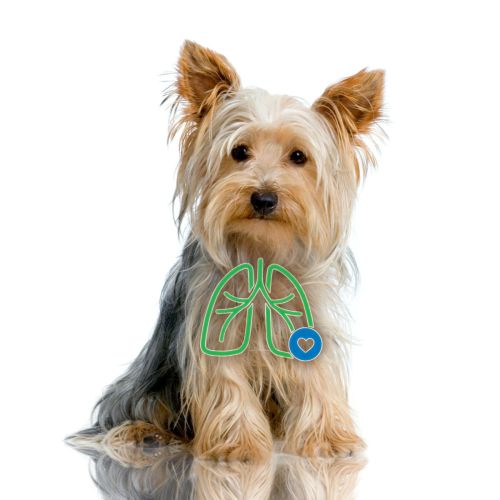 Inhalátor AeroDawg pre malé psy aerodawg-dla-psow-przy-chronicznym-zapaleniu-oskrzeli.jpg