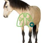 Inhalátor pre kone AeroHippus AeroHippus-dla-koni-2-150x150.jpg