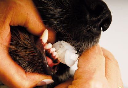 Zobraziť zubnú kefku pre psov Tech Szczoteczka  Show Tech.jpg