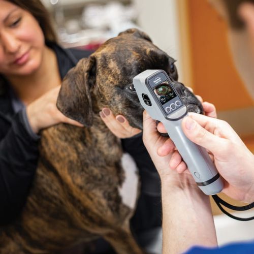 Tono Vera VET Veterinárny tonometer Reichert Tono-Vera Vet 4.jpg