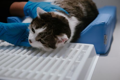 Zubné polohovadlo M _4PI4453-9-min.jpg