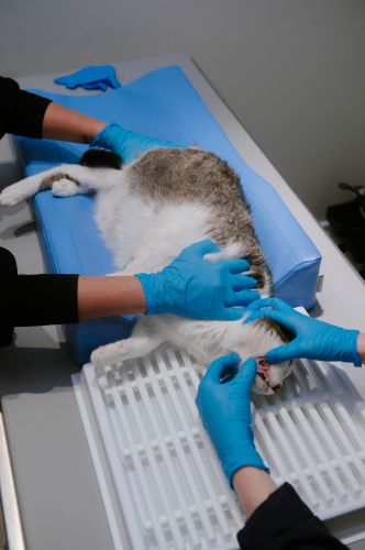 Zubná drenáž _4PI4445-15-min.jpg