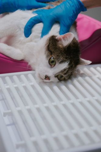 Zubná drenáž _4PI4474-2-min.jpg