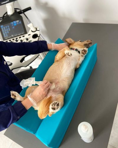 Diagnostický polohovač L Diagnostic positioner 7-min.jpg