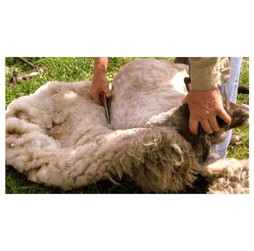 Ručné nožnice na strihanie oviec - typ C Reczne-nozyce-do-strzyzenia-owiec---typ-C-3.jpeg