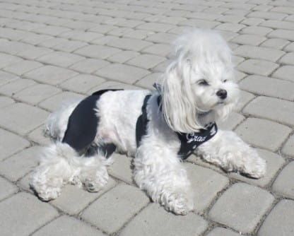 Rehabilitačné šortky s pripojovacím systémom spodenki-rehabilitacyjne-dla-psa-admiral-3.jpg