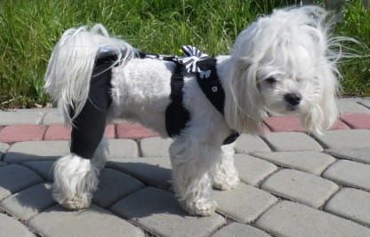 Rehabilitačné šortky s pripojovacím systémom spodenki-rehabilitacyjne-dla-psa-admiral-1.jpg