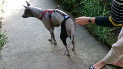 Rehabilitačné šortky s pripojovacím systémom spodenki-rehabilitacyjne-dla-psa-7.jpg