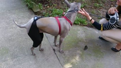 Rehabilitačné šortky s pripojovacím systémom spodenki-rehabilitacyjne-dla-psa-4.jpg