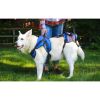 walkinpets-szelki-rehabilitacyjne-combo-dla-psow (1).jpg