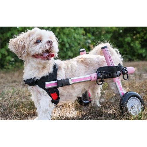 Vozík pre psy 8 - 11 kg Walkinpets walkinpets-wozki-inwalidzkie-maly-rozmiar-5-11-kg (4).jpg