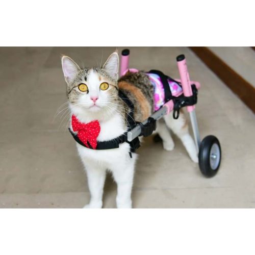 Vozík pre psy 8 - 11 kg Walkinpets walkinpets-wozki-inwalidzkie-maly-rozmiar-5-11-kg (3).jpg