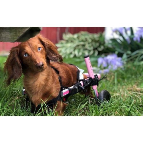 Vozík pre psy 5 - 8 kg Walkinpets walkinpets-wozki-inwalidzkie-maly-rozmiar-5-11-kg (5).jpg