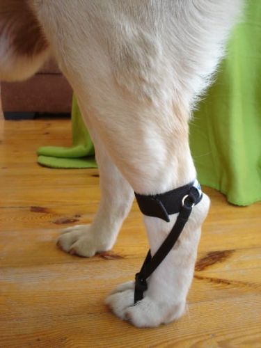 Zadný dorsi-flex pull-up popruh DSC02418_20sj2o2a.jpg